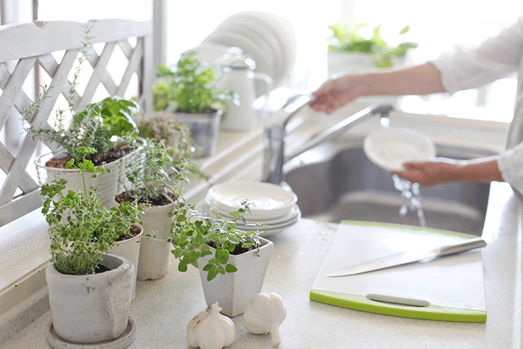 Growing your own kitchen countertop herb garden